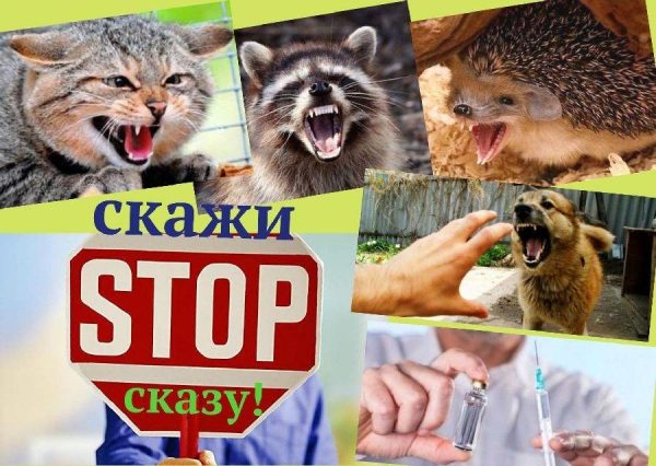 Всесвітній день боротьби проти сказу