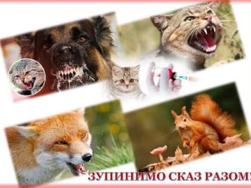 Всесвітній день боротьби зі сказом Всесвітній день боротьби зі сказом