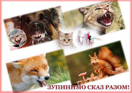 Всесвітній день боротьби зі сказом Всесвітній день боротьби зі сказом